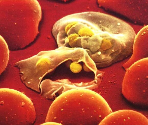 najprostszy pasożyt malarii plasmodium