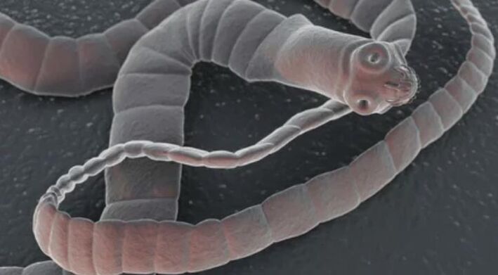 Worm soliter